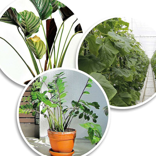 200X Green Plastic Plant Binder Stabilize Plants Clips Stake (13 Cm) Plant Ties & Supports