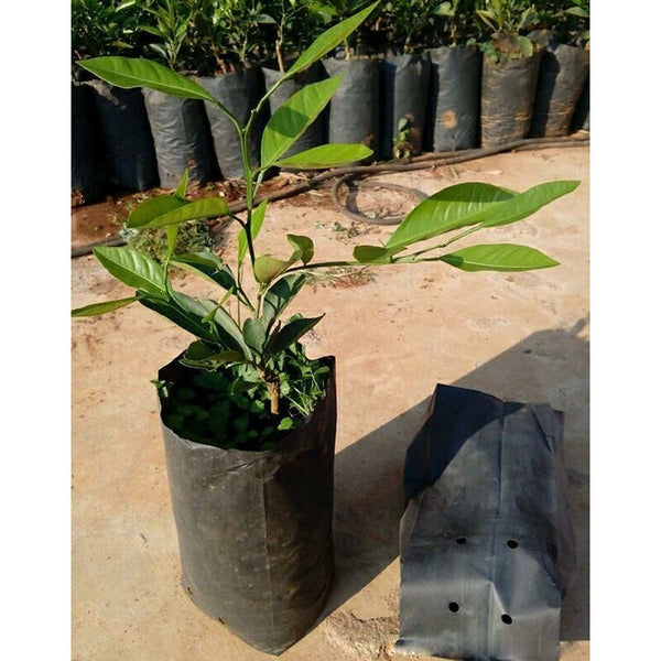 100 Pcs Thickened Plastic Plant Nursery Bags Fruit Flower Seedling Planting Garden Grow With Breathable Other Plant Care & Accessories