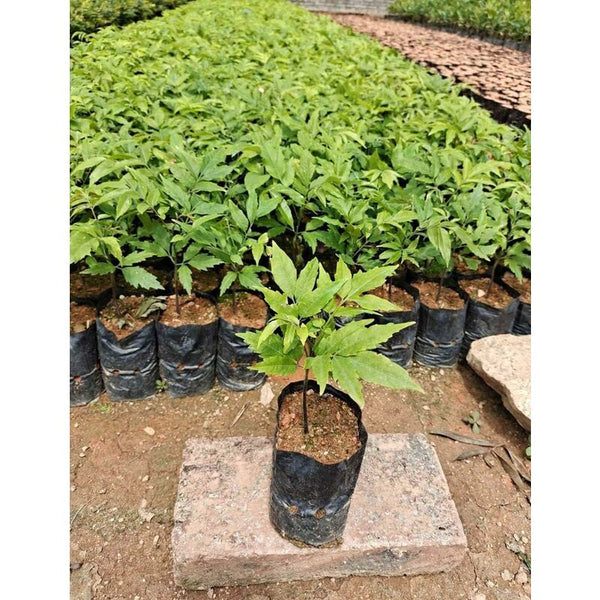 100 Pcs Thickened Plastic Plant Nursery Bags Fruit Flower Seedling Planting Garden Grow With Breathable Other Plant Care & Accessories