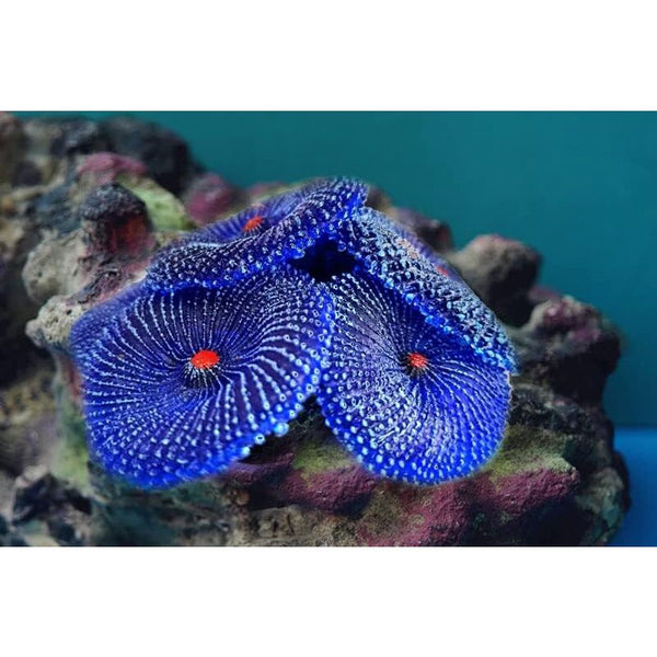 Artificial Coral 4 Pieces Fake Aquarium Decorations Corals For (Coral Blue) Aquariums