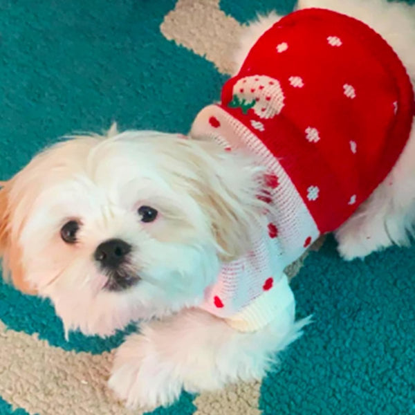 Dog Coat Sweater Classic Turtleneck Knit Warm Winter Clothes Cute Strawberry Heart Pattern Perfect For Small And Medium Dogs Red Size Xxl Dog Clothing