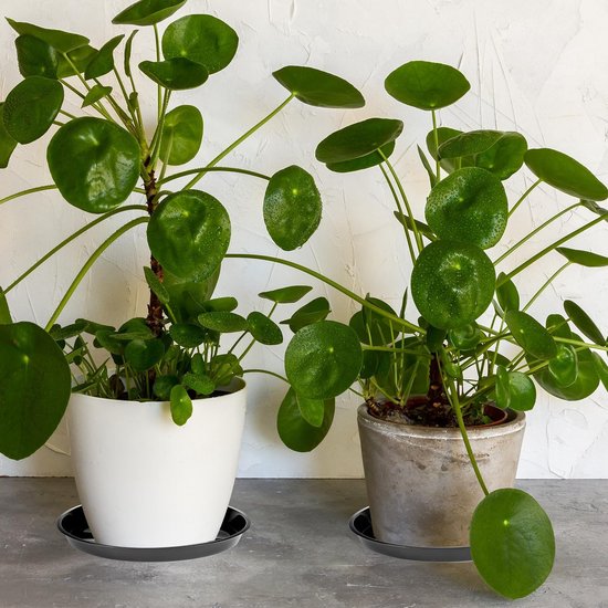 Plant Bowls 6 Pieces Round For Flower Pots Garden And Planters Black Baskets Pots Window Boxes