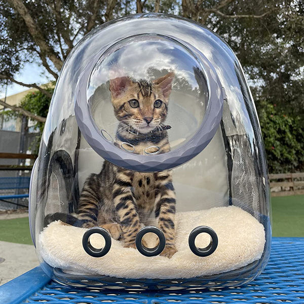 Cat Backpack Travel Basket Carrier Small Dog Transparent Box Bag Breathable With Window Supplies Hiking Black 1 Piece Pet Transport