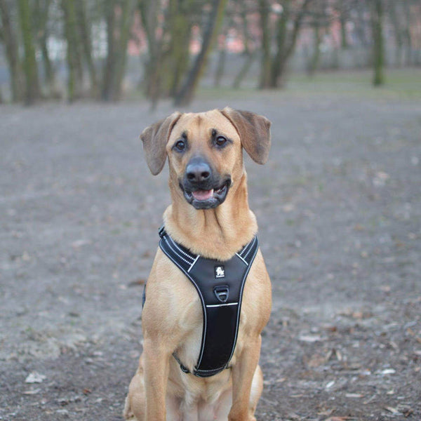 Reflective Heavy Duty Harness Black Xs Harnesses