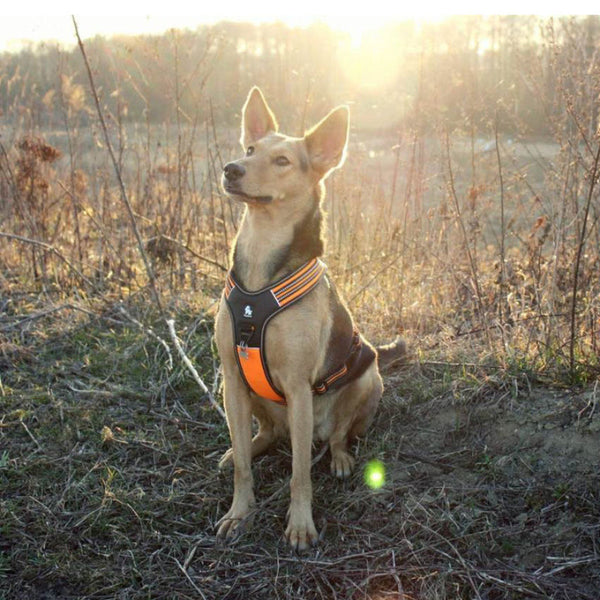 Reflective Heavy Duty Harness Orange Xl Small Animal Supplies