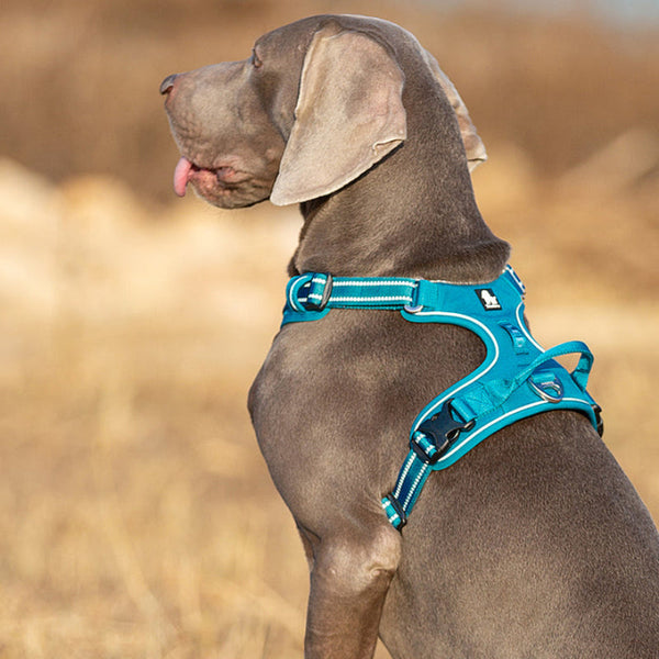 No Pull Harness Blue L Harnesses
