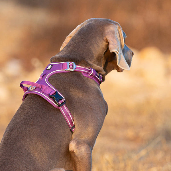 No Pull Harness Purple L Harnesses
