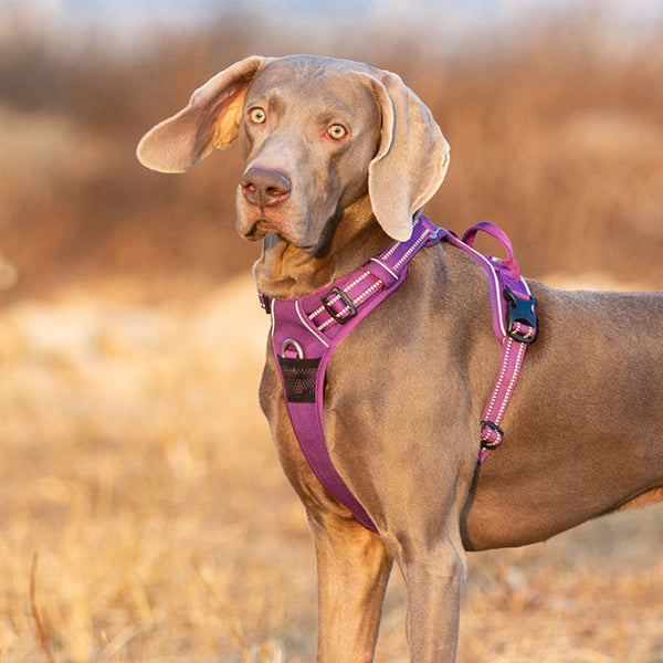 No Pull Harness Purple L Harnesses