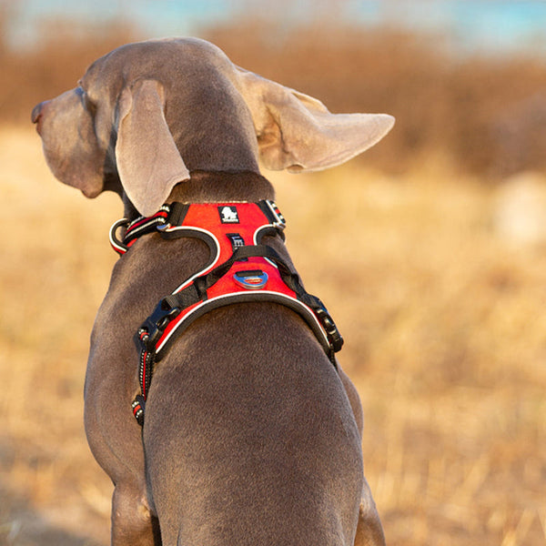 No Pull Harness Red L Harnesses