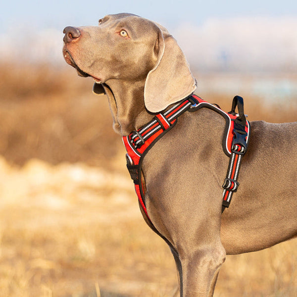 No Pull Harness Red L Harnesses