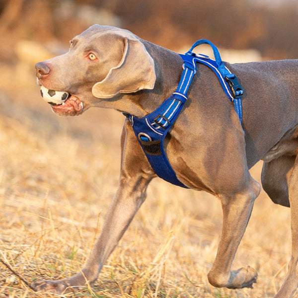No Pull Harness Royal Blue L Harnesses