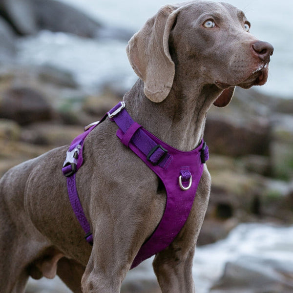 Lightweight Harness Purple Xs Small Animal Supplies