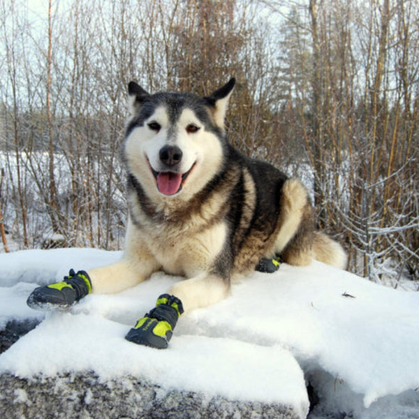 True Love Shoes Black Size 5 Dog Clothing & Shoes