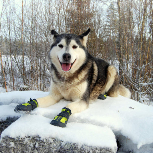 True Love Shoes Black Size 6 Dog Clothing & Shoes
