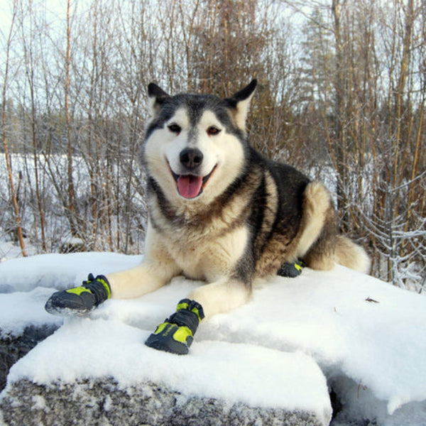 True Love Shoes Black Size 7 Dog Clothing & Shoes