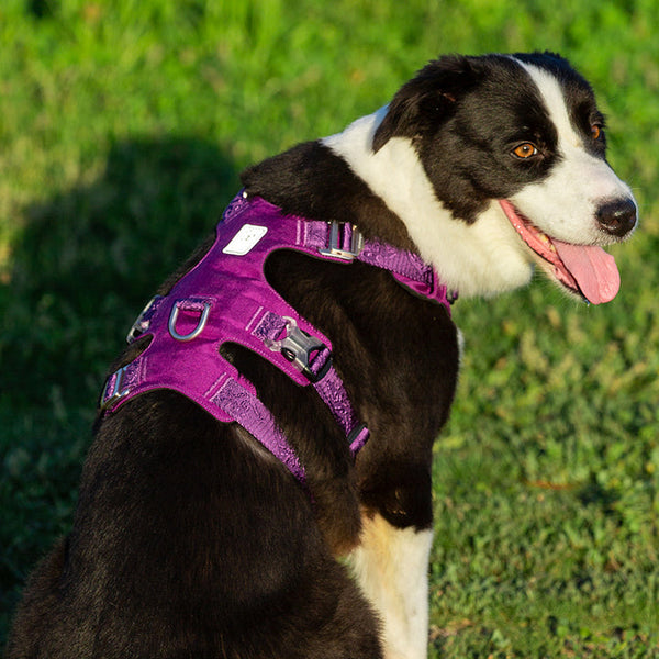 Whinhyepet Harness Purple Xl Harnesses