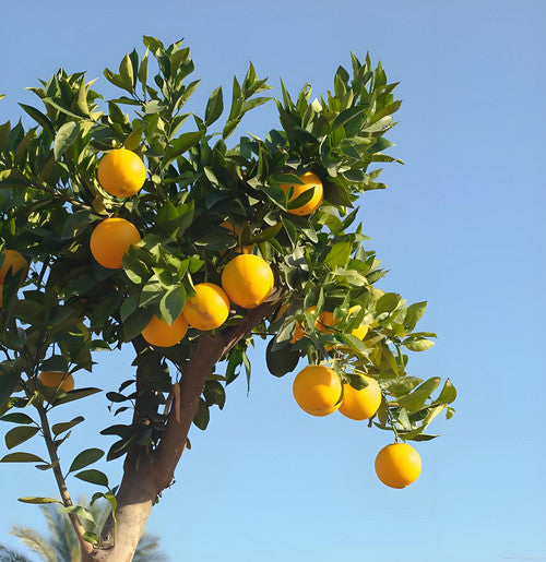 5500W Cordless Brushless Pole Telescopic Pruning Shear Secateur Battery Makita Pruning Shears & Snips