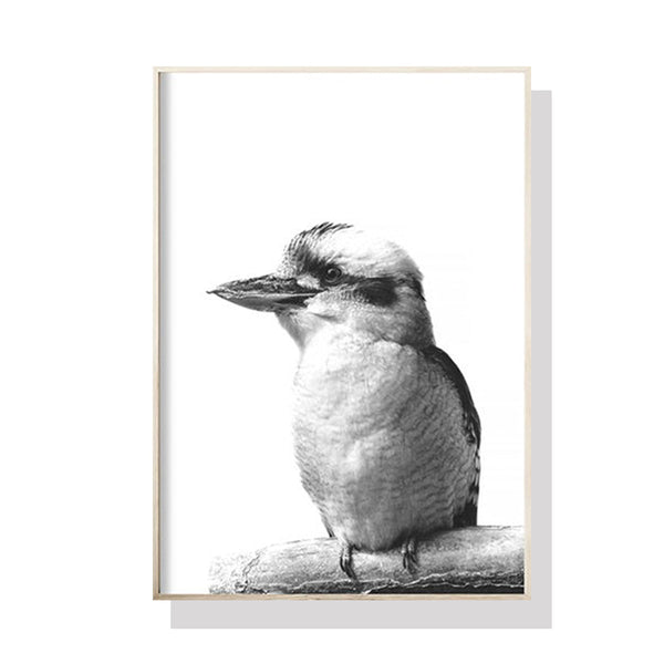 40Cmx60cm Kookaburra Black Frame Canvas Wall Art