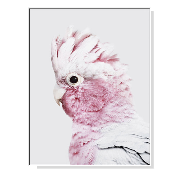 40Cmx60cm Pink Galah White Frame Canvas Wall Art