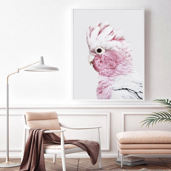 50Cmx70cm Pink Galah White Frame Canvas Wall Art