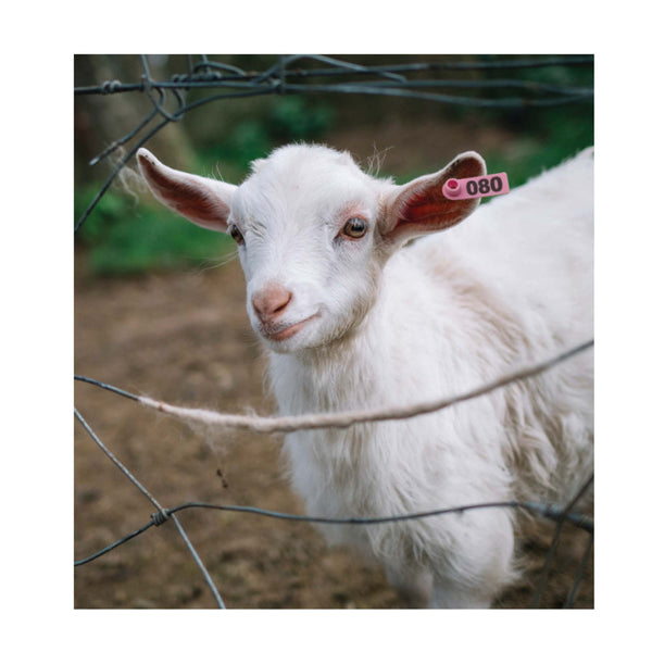 100 Pcs Cattle Number Ear Tag 5X2cm Set Mini Pink Cow Sheep Pig Livestock Label Livestock Ear Tags