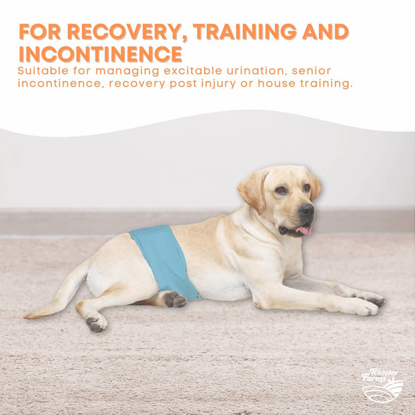 Rooster Farms Male Dog Diapers Large 3Pk Washable Reusable Nappies Hook/Loop Dog Clothing & Shoes