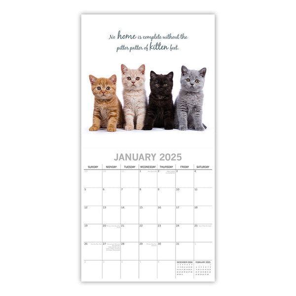 Cute Kittens 2025 Square Wall Calendar Pets Animals 16 Months Premium Planner Calendars (Current)