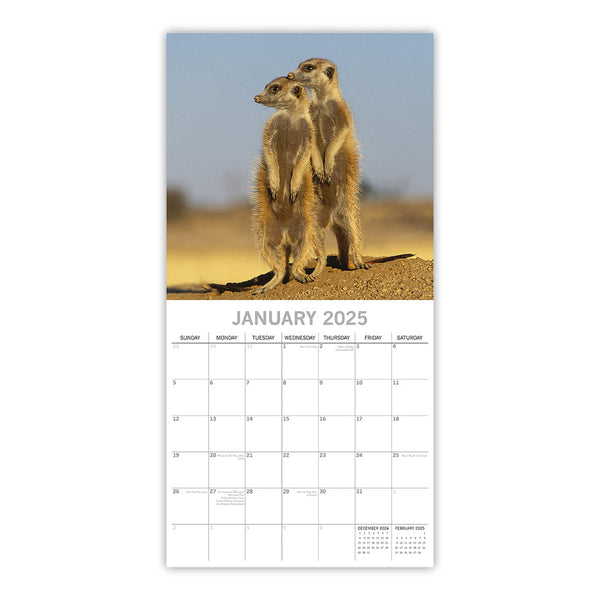Meerkats 2025 Square Wall Calendar Pets Animals 16 Months Premium Planner Gift Calendars (Current)