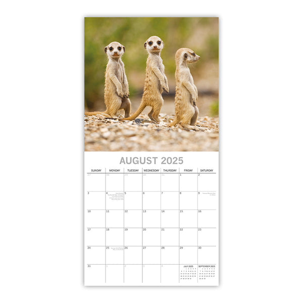 Meerkats 2025 Square Wall Calendar Pets Animals 16 Months Premium Planner Gift Calendars (Current)