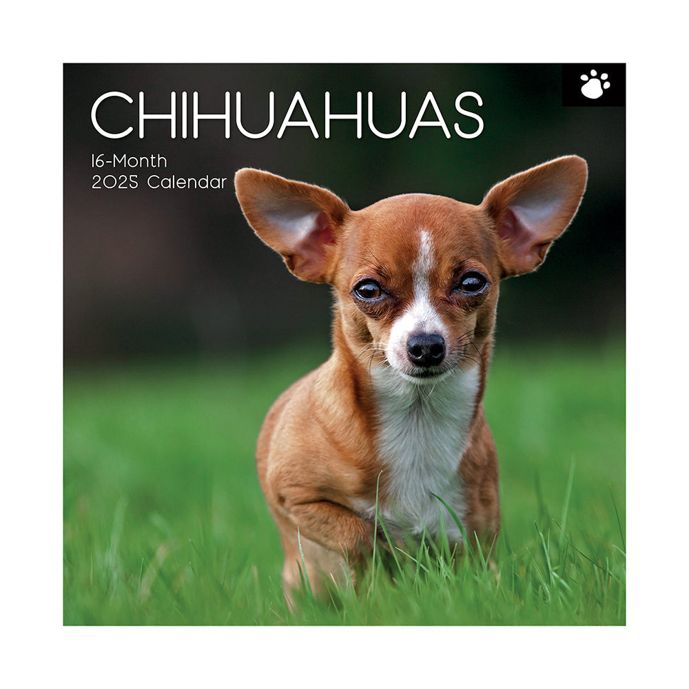 Chihuahuas 2025 Square Wall Calendar Dogs Pets Animals 16 Months Premium Planner Calendars (Current)