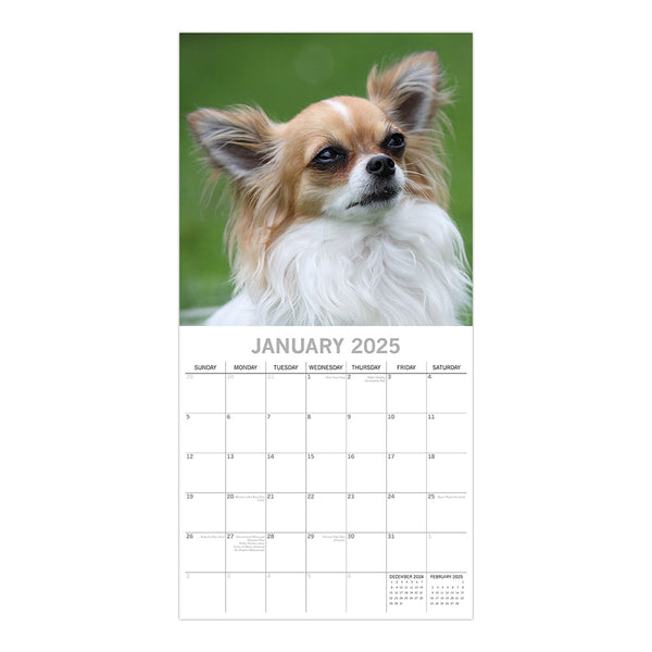 Chihuahuas 2025 Square Wall Calendar Dogs Pets Animals 16 Months Premium Planner Calendars (Current)