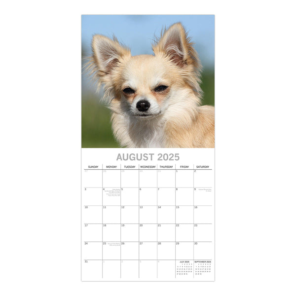 Chihuahuas 2025 Square Wall Calendar Dogs Pets Animals 16 Months Premium Planner Calendars (Current)