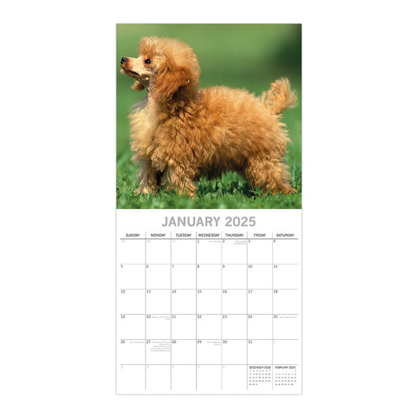 Poodles 2025 Square Wall Calendar Dogs Pets Animals 16 Months Premium Planner Calendars (Current)