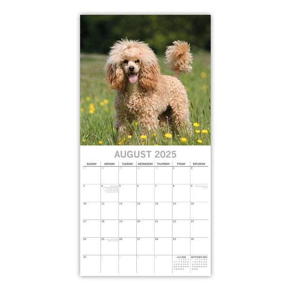 Poodles 2025 Square Wall Calendar Dogs Pets Animals 16 Months Premium Planner Calendars (Current)