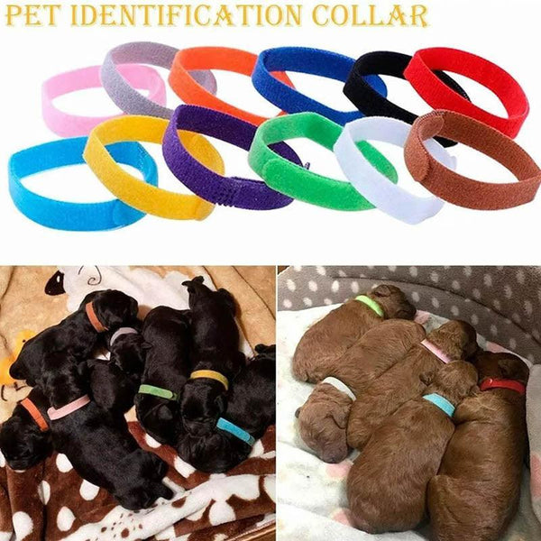 12 Colour Soft Id Collars For Puppies And Kittens Adjustable Pet Identifier Bands Dog Collars