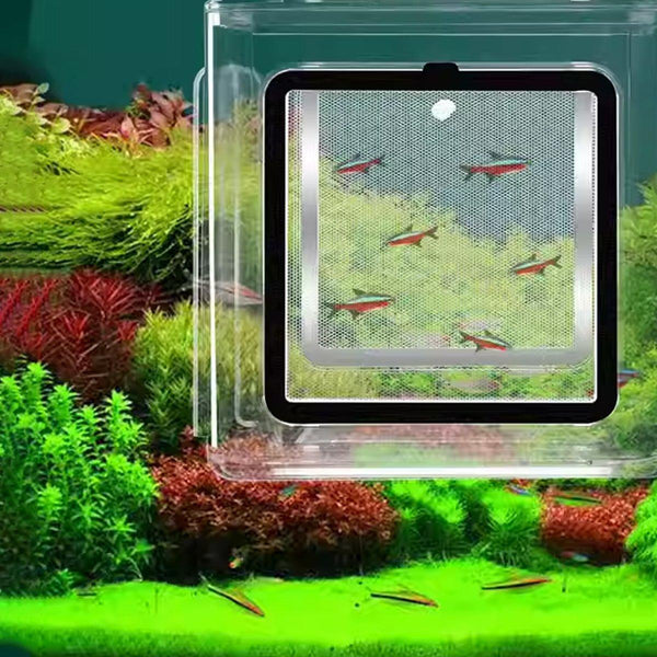 Acrylic Fish Isolation For Aquarium Guppy Fry Tropical Breeding Growth Box Aquariums