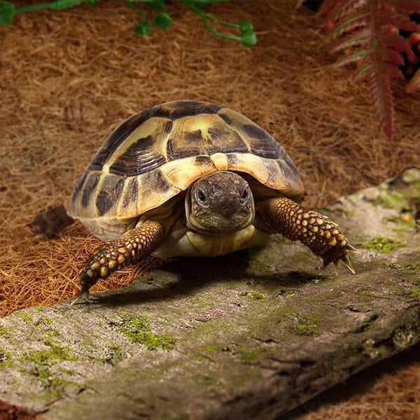 Reptile Terrarium Liner Coconut Fiber Mat Tortoise Carpet Pet Hamster Bedding 50X30cm Reptiles