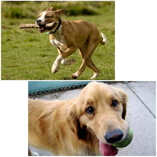 Universal Chest Mount For Gopro Hero12 Adjustable Camera Accessory Other Camera & Photo Accs