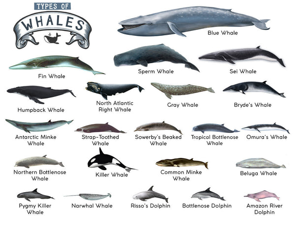 Types Of Whales A4 Matte Laminated Poster Print Fish 210Mm X 297Mm Wall Art