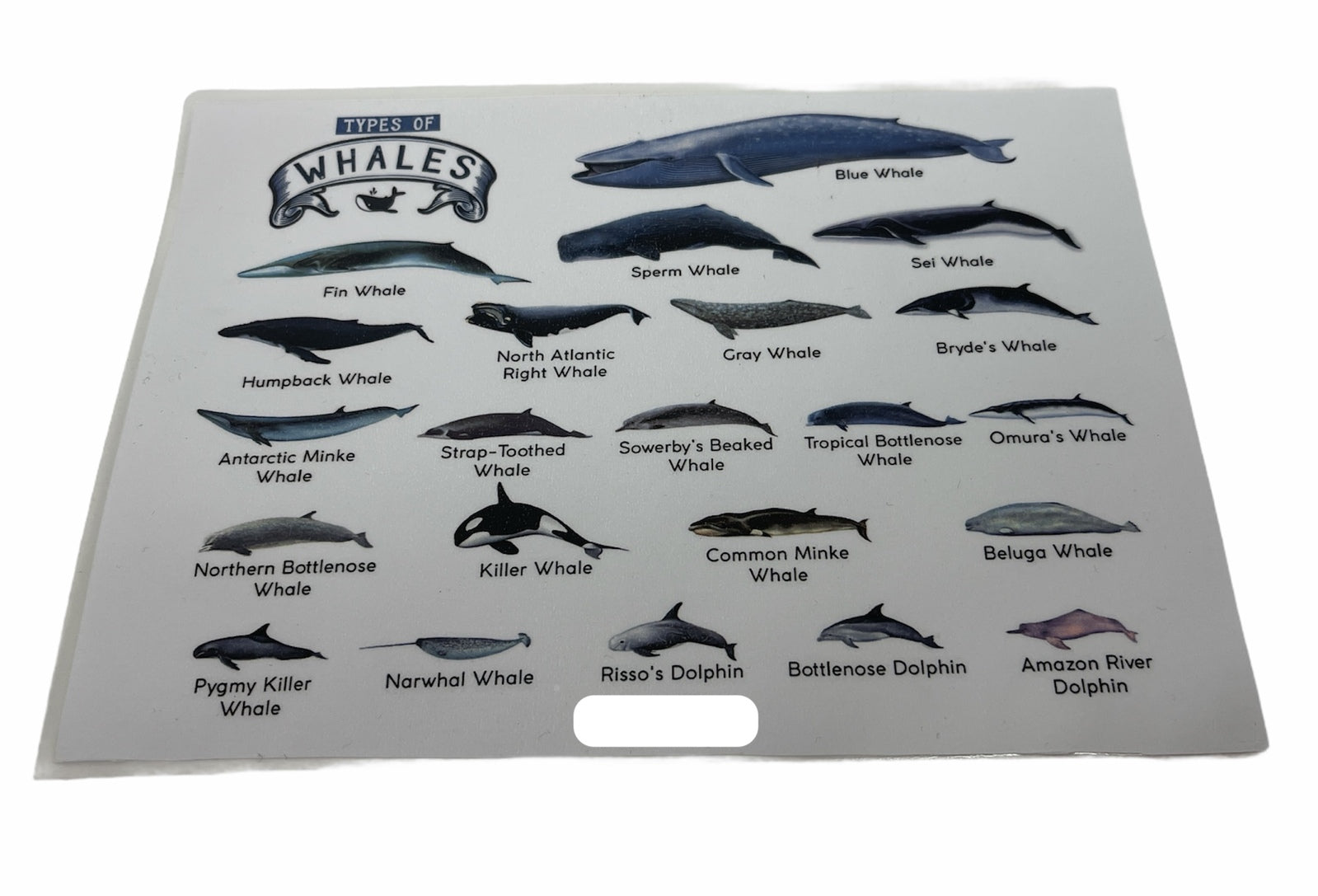 Types Of Whales A4 Matte Laminated Poster Print Fish 210Mm X 297Mm Wall Art