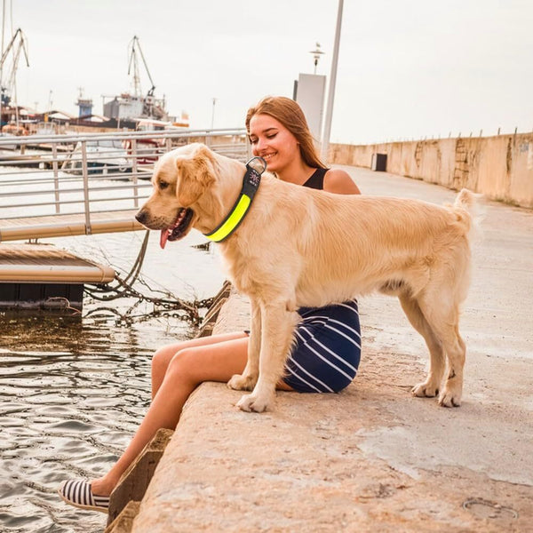 Living Today Led Dog Cat Collar Usb Rechargeable Nylon Glow Flashing Light Up Safety Puppy Dog Collars