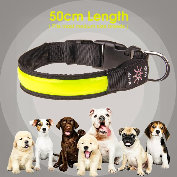 Living Today Led Dog Cat Collar Usb Rechargeable Nylon Glow Flashing Light Up Safety Puppy Dog Collars