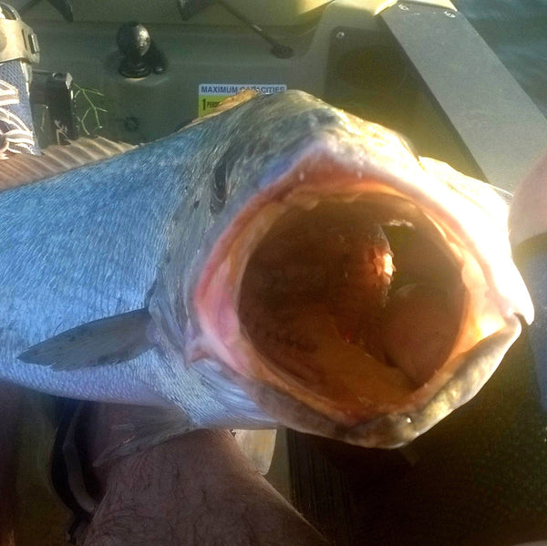 Finesse Feather Blade Bronze Stripe 55Mm 2 Pack Baits & Lures