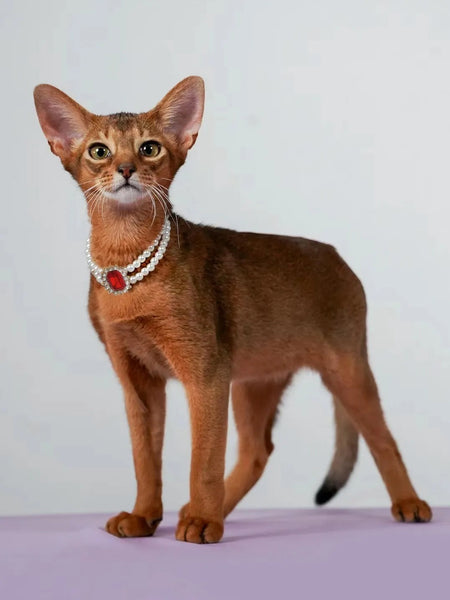 Elosung 3 Pcs Red Diamond Double Strand Pearl & Rhinestone Pet Necklace Luxury Collar For Cats Dogs Size M (25 31Cm) Dog Collars