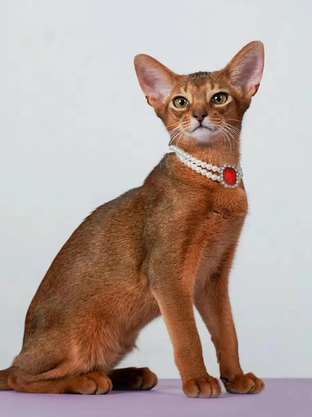 Elosung 3 Pcs Red Diamond Double Strand Pearl & Rhinestone Pet Necklace Luxury Collar For Cats Dogs Size (30 36Cm) Dog Collars