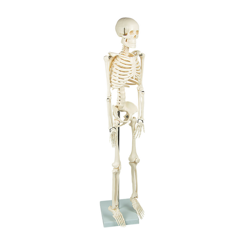 Randy & Travis Machinery Anatomical 85Cm Tall Human Skeleton With Flexible Spine Model Medical Anatomy Anatomical Models