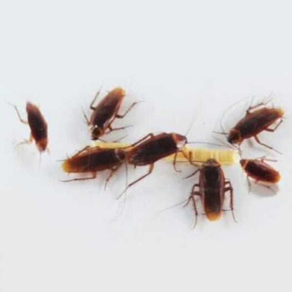 roach Pen Pest Insects Repeller White Other Weed & Pest Control