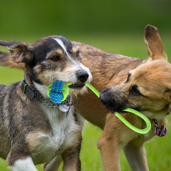 Cotton Rope Pet Dog Toy Puppy Playtime Dog Toys