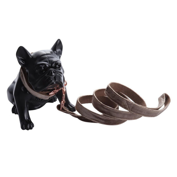 Creamy Coffee Velvet Dog Collar Leash Set Leads & Head Collars