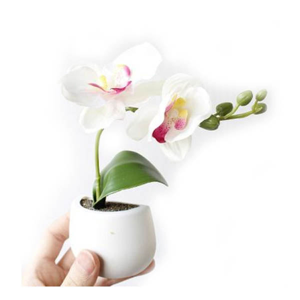 Cute Plant Fridge Magnets Succulent Cactus Orchid Refridgerator Decorations Refrigerator Magnets